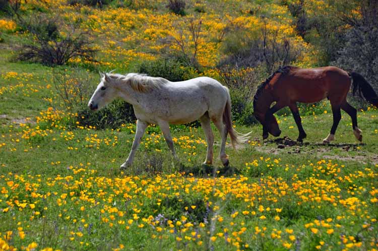 mustangs